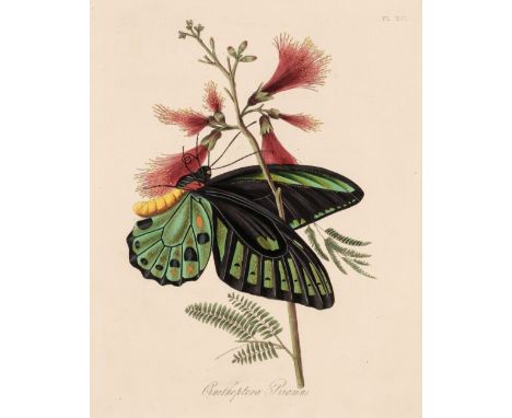 Donovan (Edward). Natural History of the Insects of India, containing upwards of two hundred and twenty figures and descripti