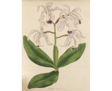 Paxton (Joseph). Paxton's Magazine of Botany, and Register of Flowering Plants, volumes I-VI, London: Orr &amp; Smith/W. S. O