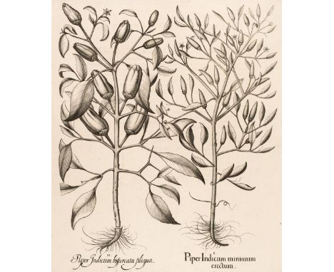 * Besler (Basilius). Piper Indicum mimimum erectum [1613-1713], uncoloured engraving on laid, slight text showthrough, 480 x 