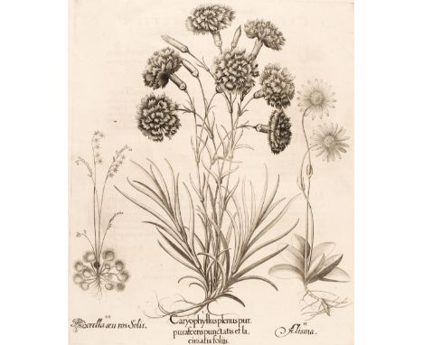 * Besler (Basilius). Caryophyllus plenus purpurascens punctatis et la ciniatis foliis, [1613-1713], uncoloured engraving on l
