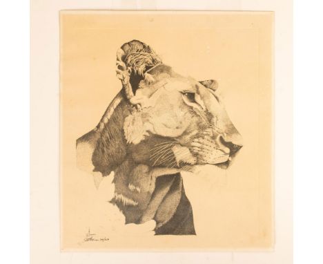 Large original etching on laid paper that represents a Lioness that the artist engraved with outmost observational and realis
