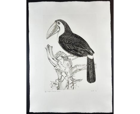 Etching Titled Sulphur Breasted Toucan. Signed bottom right Numbered 47/200. Sight size 23" x 31"