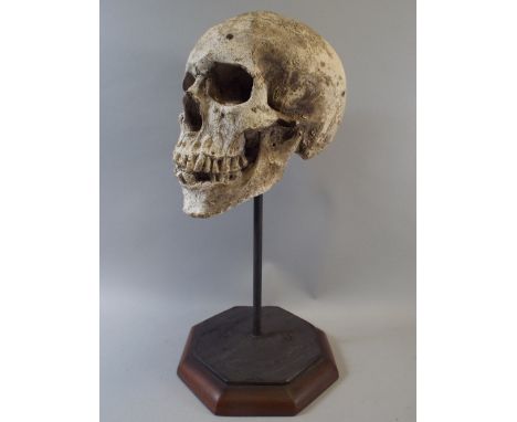 An Early Teaching Model of a Life Size Human Skull, Supported on a Metal and Wooden Plinth. 37cm High