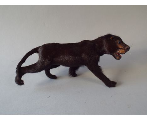 An Early 20th Century Real Fur Covered Model of a Black Panther with Blue Glass Eyes. 19cm Long