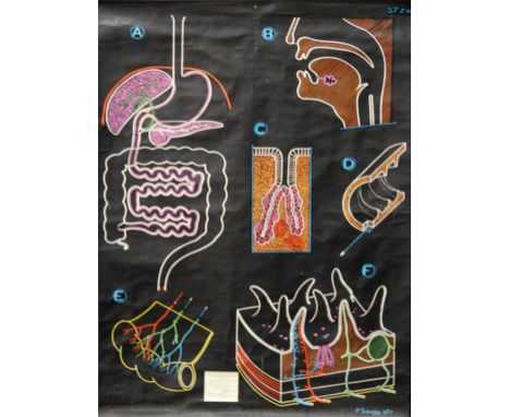 P. SOUGY - Taste and the digestive system, an anatomical lithograph, signed and dated 1957, published by Adam, Rouilly & Co.,