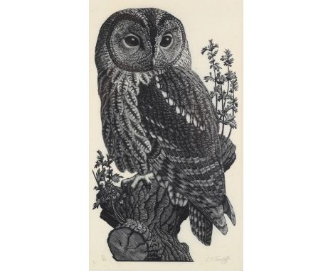 Charles Tunnicliffe (1901 - 1979), wood engraving, barn owl, signed in pencil, no. 7/50, image 33cm x 18cm, framedVery light 