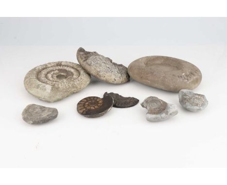 Collection of Ammonites, From the Tomkeieff Collection,including a large ammonite (21cm), a large but damaged Phyloceras Ammo