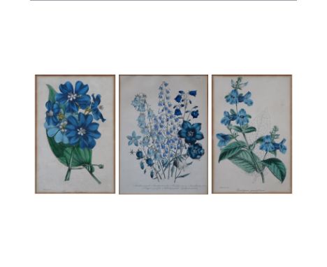 Three Vintage Audubon Style Flower Prints. Framed under glass. Unsigned. Toning from age. Largest measures 18-3/4" x 15-1/4" 