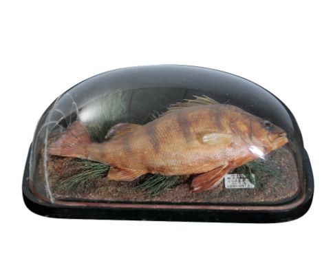 TAXIDERMY: A PERCH  mounted in a naturalistic setting lying on a bank, in a glass display case, preserved by W.F. Homer, Fore