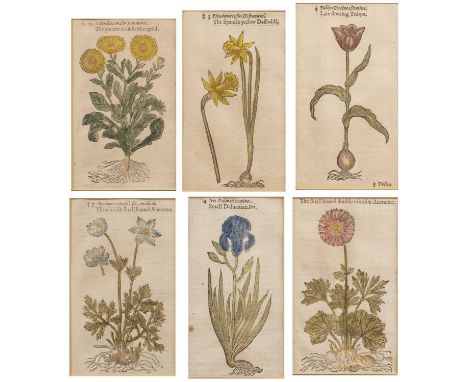 After John Gerard (1546-1612)Six woodblock prints taken from the reprinted edition of the 'Herbal' by Thomas Johnson in 1633,