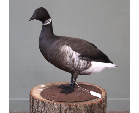 A taxidermy Brent Goose (light bellied) mounted on stand