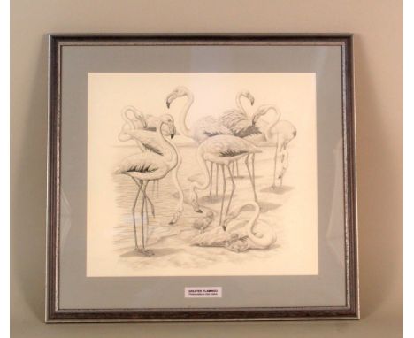 An unsigned pencil sketch of Greater Flamingos