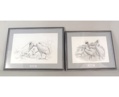 Two unsigned pencil sketches of Great White Pelicans