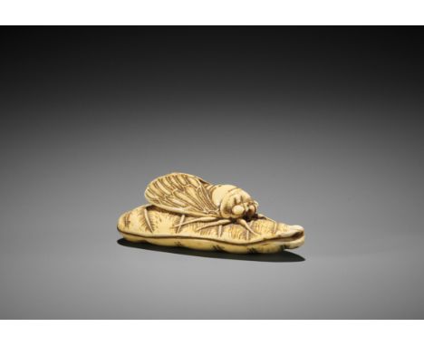 AN EXCEPTIONALLY LARGE IVORY NETSUKE OF A CICADA ON A FOLDED TARO LEAF UnsignedJapan, Osaka or Iwami, late 18th to early 19th