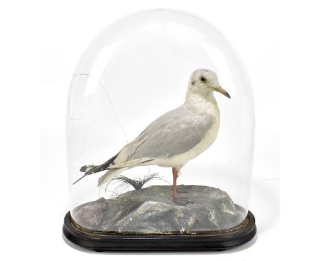 TAXIDERMY; a model of a herring gull on naturalistic plinth base, fitted in a Victorian glass dome, height 45cm.Additional In