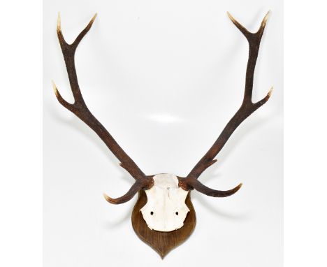 TAXIDERMY; a pair stag antlers on skull, mounted on oak shield shaped bracket.&nbsp;