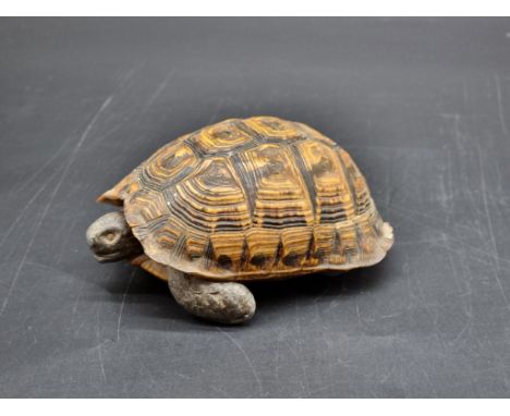 Taxidermy: a novelty tortoise inkwell, 12.5cm long.