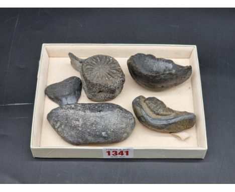 Natural History: a small group of fossils, possibly Whale's eardrums. (5)