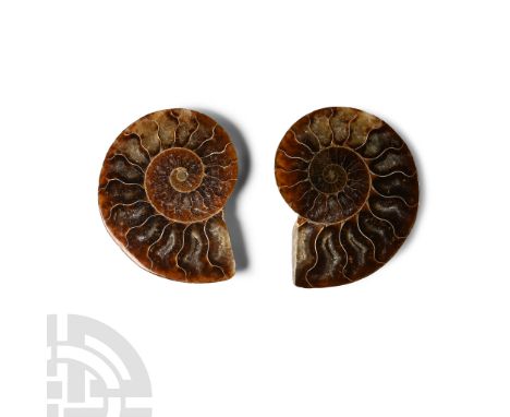 Jurassic Period, circa 199-145 million years B.P. Cut Cleoniceras sp. ammonite, polished to reveal the distinctive structure 