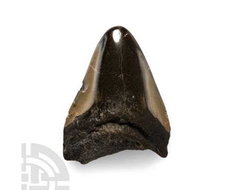 Pliocene Period, 5.2-2.5 million years B.P. From Carcharocles megalodon polished, showing some good enamel.  78 grams, 79 mm 
