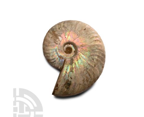 Cretaceous Period, circa 113-100 million years B.P. A naturally iridescent Cleoniceras besairiei ammonite.  197 grams, 94 mm 