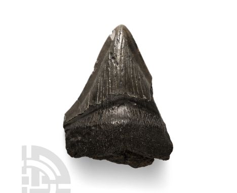 Pliocene Period, 5.2-2.5 million years B.P. From Carcharocles megalodon showing some good enamel.  87 grams, 77 mm (3 in.). [