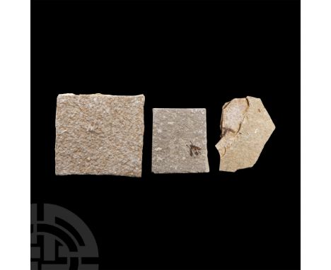 Eocene Period, 50 million years B.P. Comprising three specimens on a matrix.  145 grams total, 51-66 mm (2 - 2 5/8 in.). [3, 