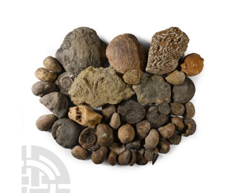 Comprising a variety of fossils including bivalves, Dactylioceras sp. specimens, a sea urchin, Gryphaea specimens and others.