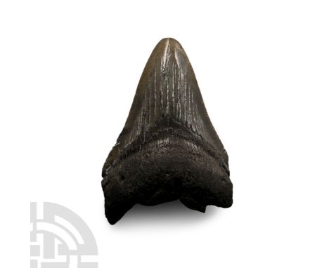 Pliocene Period, 5.2-2.5 million years B.P. A Carcharocles megalodon tooth displaying some good enamel.  116 grams, 91 mm (3 