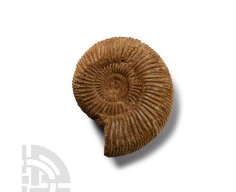 Jurassic Period, circa 199-145 million years B.P. Comprising a Perisphinctids indogermanus fossil ammonite showing clear ribb