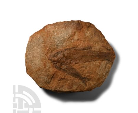 Early Cretaceous Period, circa 112 million years B.P. Showing two overlapping Tharrhias Araripis specimens on a rounded matri