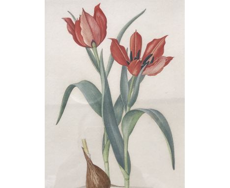 Elsie Margaret Stones (known as Margaret Stones) AM MBE (Australian, b.1920) Tulipa Eicheevi, botanical study, watercolour, p