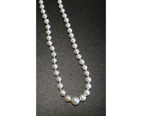 GRADUATED PEARL NECKLACEwith white gold clasp marked '765', 52cm long 