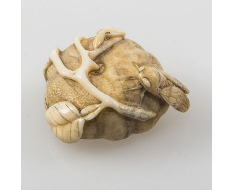 A MID 19th CENTURY JAPANESE IVORY NETSUKE OF A CICADA RESTING ON A BRANCH OF A PERSIMMON FRUIT, opening to the side to reveal