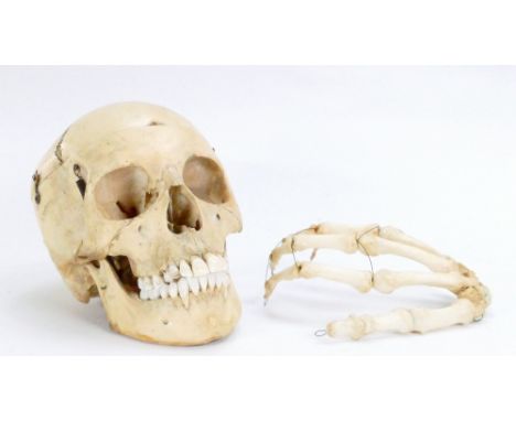 20th century human skull and hand: Purchased previously some years ago from a London auction rooms, both skull and hand appea