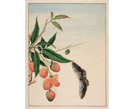 * Chinese Export School. Branch of a Chinese fruit tree and butterfly, circa 1820-30, watercolour on wove paper, with single-