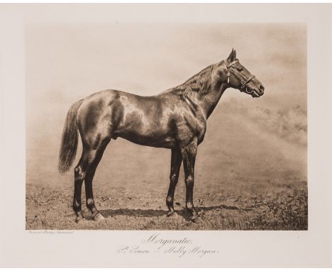 Hailey (Clarence) Thoroughbred Sires, 100 photogravure plates on 64 thick paper sheets mounted on stubs, tissue guards, table