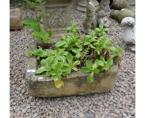 Stone trough with plants 