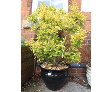 A well established tree/shrub in a glazed planter