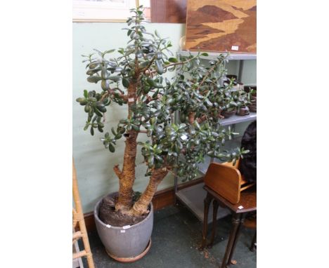 A ceramic pot containing a well established large Money Tree