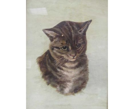 British School, (early 20th century) Portrait of a cat signed with initials 'DB' oil on canvas 33 x 23cm