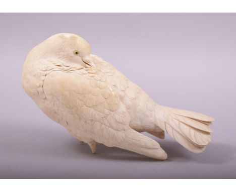 A SUPERB JAPANESE CARVED IVORY MODEL OF A PIGEON, with finely carved feathers and bead inset eyes, (lacking feet), 21cm long.