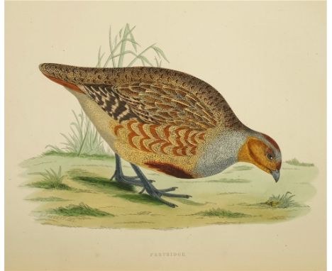 MORRIS, Beverley, R - British Game Birds and Wildfowl : 60 hand coloured wood block plates, org. cloth slight wear, 4to, Groo