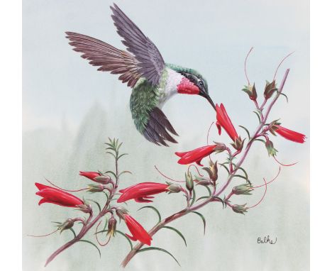 Don Balke (North Carolina, B. 1933) "Bahamas/Ruby Throated Hummingbird" Signed lower right. Original Watercolor on Illustrati