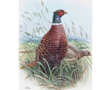 Don Balke (North Carolina, B. 1933) "Pheasant Sitting in Field" Signed lower left. Original Watercolor on Illustration Board.