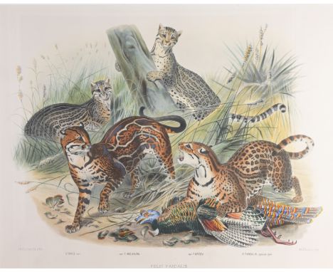 Title: Felis Pardalis Subtitle: The Ocelot Original publication: A Monograph of the Felidae or Family of the Cats Author: Dan