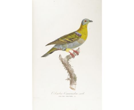 Knip, Antoinette Pauline Jacqueline and Temminck, Coenraad JacobLes Pigeons. Paris: Mme Knip & Bellizard, Dufour & Cie., Typo