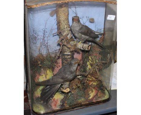 A late 19th century taxidermy of a pair of cuckoo's,&nbsp;(Cuculus canorus), mounted seated upon birch branches within a natu