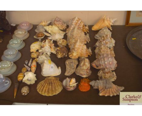 A large quantity of various sea shells