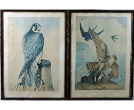 After Wm. Brodrick

Hawking interest: A set of 6 large hand coloured litho prints of different species of hawks, published by
